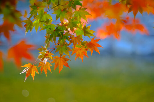 autumn maple leaves in South korea