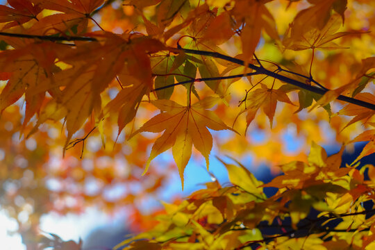 autumn maple leaves in South korea