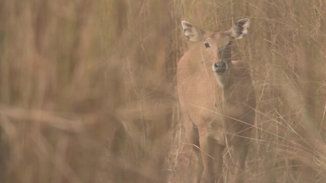 Female Nilgai Antelope Standing Alert in Dry Grassland Along Falgu River Basin, Jehanabad, Bihar, India