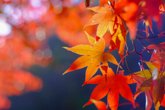 autumn maple leaves in South korea