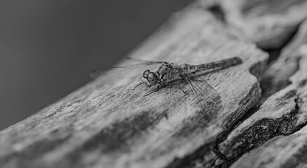 Black and White Macro Close-up of a Dragonfly Resting on Wood © Marrow83