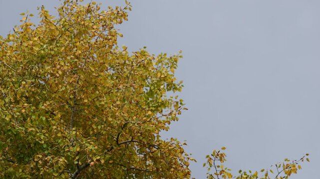 Golden autumn tree canopy against clear blue sky, cinematic seasonal foliage, natural transition of fall colors.