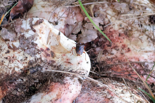 une punaise sur les champignons