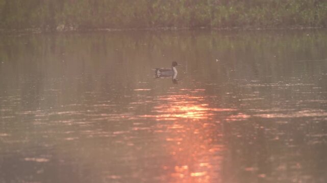 Northern Pintail Duck Floating Motionless in Falgu River Wetland, Gaya, Bihar, India