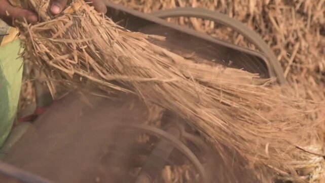 Close-up of farmer threshing paddy crop bundle using mechanical thresher, Bihar, India