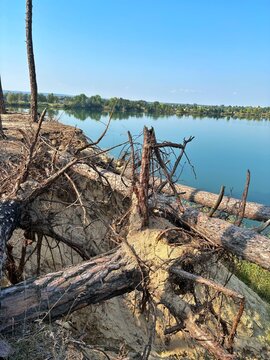 Soil Erosion and Fallen Pine Trees on Sandy Quarry Lake Bank