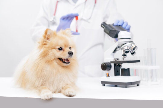 Smiling pomeranian on vet exam table with microscope and veterinarian holding test tube for veterinary clinic and pet health lab concept