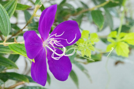 Purple flower