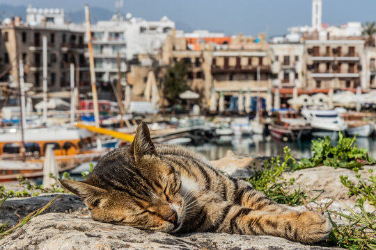 Cat in Kyrenia (Girne) harbor, Northern Cyprus