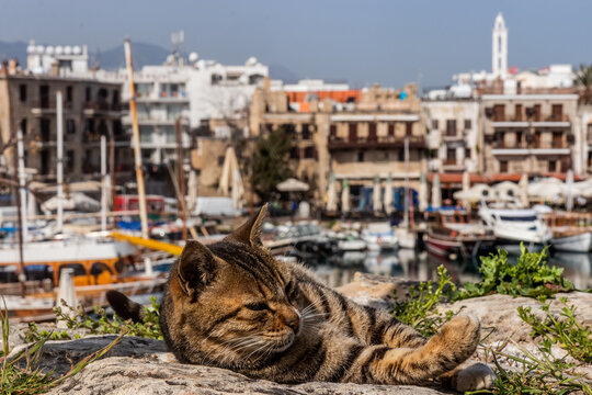 Cat in Kyrenia (Girne) harbor, Northern Cyprus