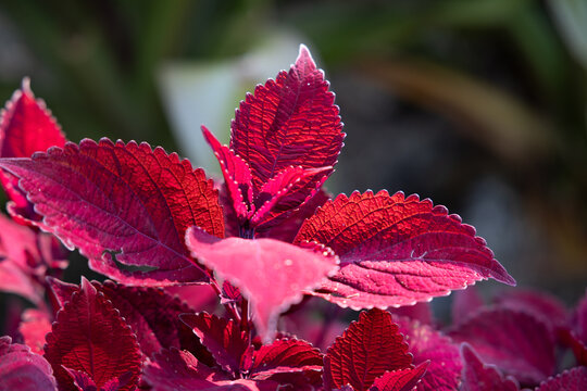 Lovely red leaves in the sunshine