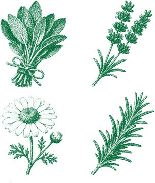 Halftone stipple plants in retro grunge style on transparent background: lavender, rosemary, chamomile, leaves