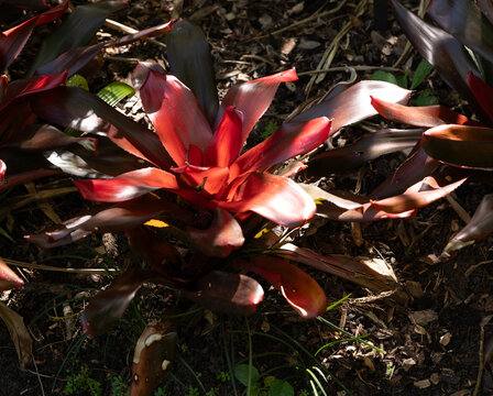 Lovely red leaves in the sunshine