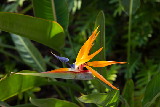 Bird of Paradise in a garden