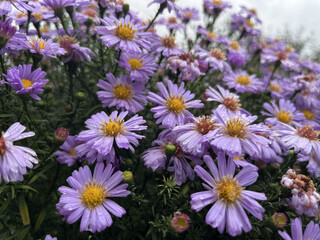 Fototapeta premium blooming bush of purple Michaelmas daisies with water drops after rain in an autumn garden.