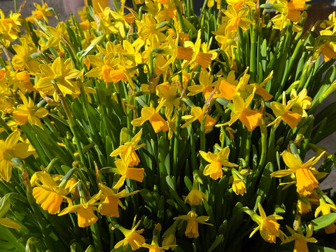 Bouquet of yellow daffodils spring flowers