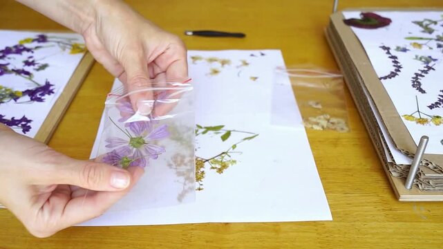 Hands placing dried mallow blossom into transparent zip bag beside herbarium sheets. Captures botanical preservation craft, seasonal flowers archiving, and storing pressed plant specimens.