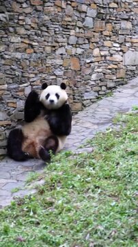 A cute giant panda sitting on a stone path eating bamboo in a zoo enclosure