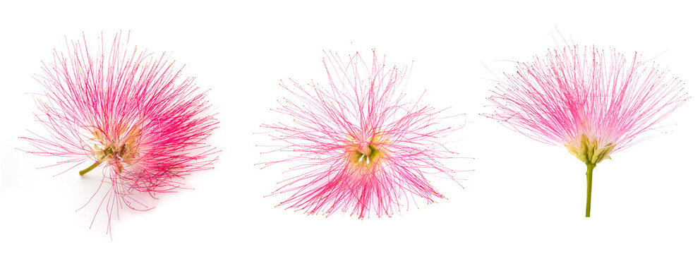pink silk tree flowers set isolated on white