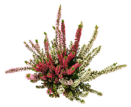 Calluna flowers