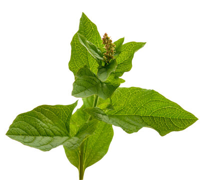 Good King Henry