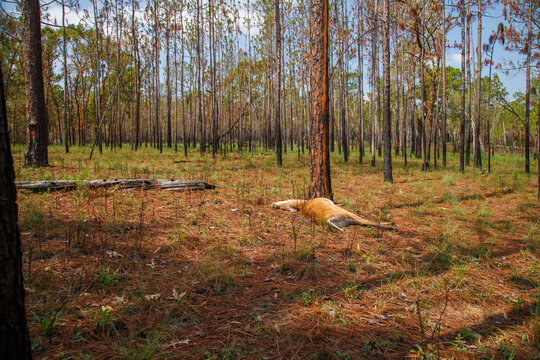 Dead deer lying on the ground in a forest area