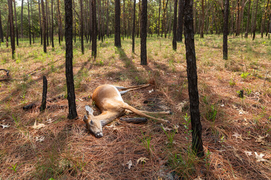 Dead deer lies on the ground in a forest after a fire