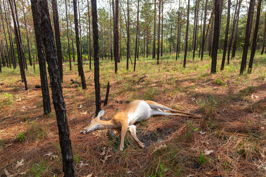 Dead deer lying in a wooded area after an apparent incident