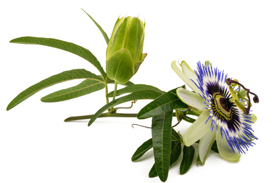 Passion flower isolated on white background