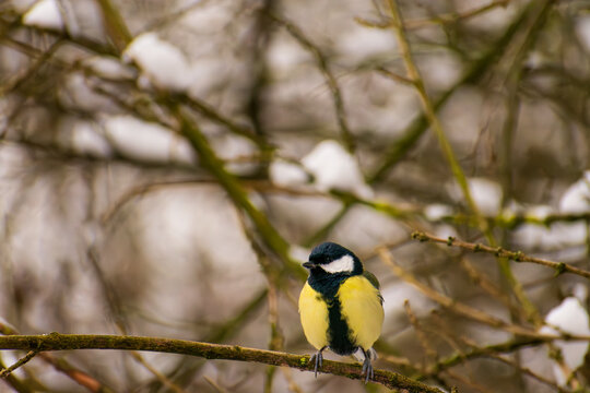Great Tit Bird Perched on Tree Branch in Snowy Winter Forest
