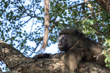 Chacma Baboon Resting on Tree Branch in Kruger National Park Bush © Kaitlind