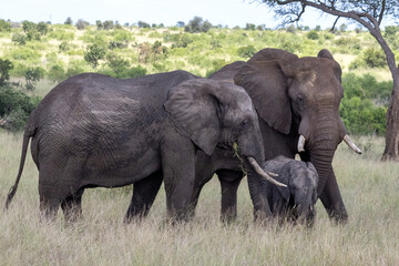 Two Adult African Elephants Protecting Baby Calf on Open Savanna Kruger © Kaitlind