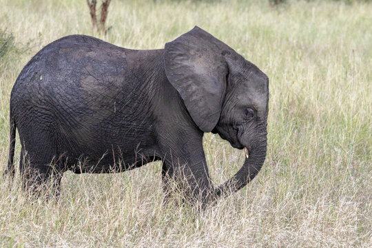 Juvenile African Elephant Calf Walking Alone in Dry Grass Savanna Kruger