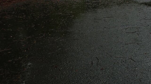 Rain Falling on Wet Dark Asphalt Pavement with Fallen Twigs