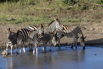 Fototapeta premium Plains Zebra Herd at Muddy Waterhole in Kruger National Park South Africa