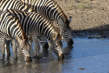 Fototapeta premium Plains Zebras Drinking Water Together from River in Kruger Park