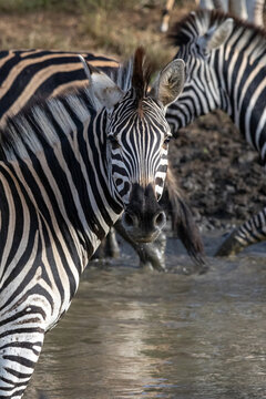 Plains Zebra Close-Up Portrait Looking at Camera After Drinking Kruger