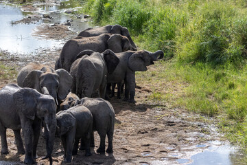 Large Herd of African Elephants with Calves at Muddy Riverbank Kruger © Kaitlind