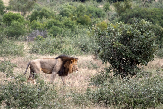 Male African Lion with Black Mane Walking Through Green Bushveld Kruger