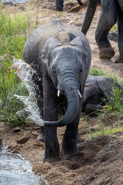 Baby Elephant Splashing and Playing at River Edge in Kruger National Park