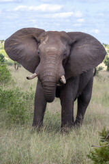 Bull African Elephant Facing the Camera with Ears Spread Wide in Kruger National Park © Kaitlind