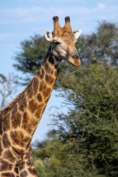 Southern Giraffe Head and Neck with a Red-Billed Oxpecker Perched on It Kruger National Park