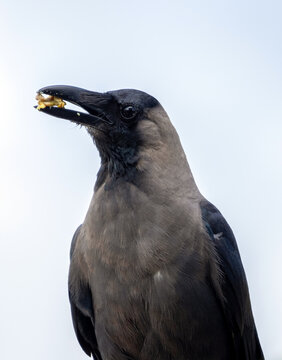 House Crow Portrait with Food in Beak at Nepal Airport