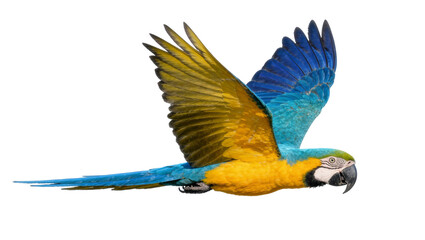 Blue and yellow macaw parrot in flight, isolated on transparent background © Christopher