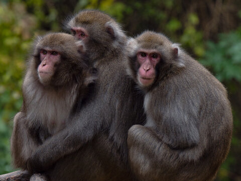 Three Japanese macaques sitting together with blurred background.
