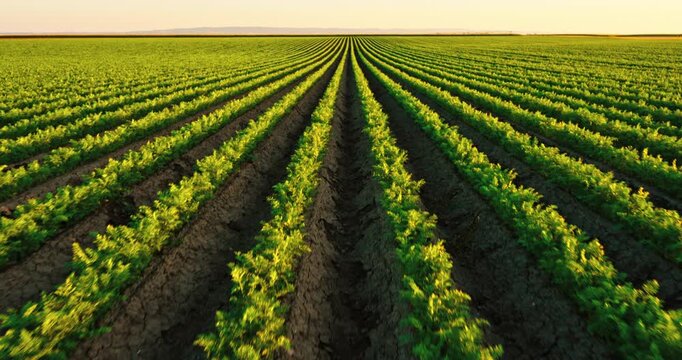 Green carrot field at sunset with endless rows of vegetables