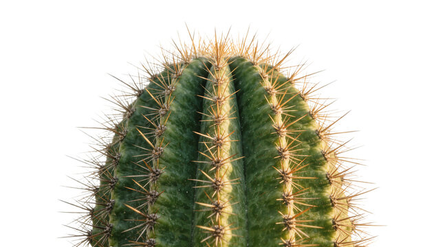 Green cactus with sharp yellow spines, isolated on transparent background