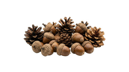 Natural collection of brown acorns and pine cones isolated on a clean white background © Varvara