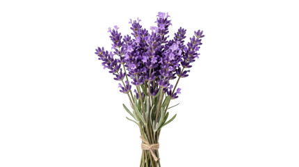 Fototapeta premium A beautiful bouquet of fresh purple lavender flowers tied with rustic twine on white background