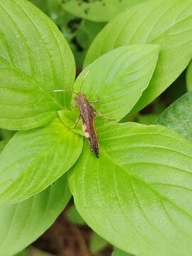 green bug on a leaf